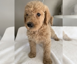 Labradoodle Puppy for Sale in DUNN, North Carolina USA