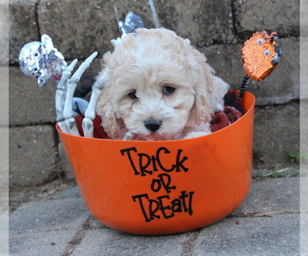 Medium Photo #1 Cockapoo (Miniature) Puppy For Sale in Aurora, IN, USA