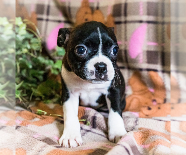 Medium Photo #5 Boston Terrier Puppy For Sale in WAKARUSA, IN, USA
