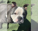Small #1 American Pit Bull Terrier