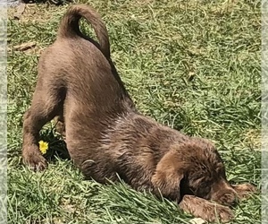 Labrador Retriever Puppy for sale in BARNEVELD, WI, USA