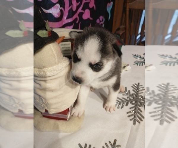 Medium Photo #20 Siberian Husky Puppy For Sale in DANBY, VT, USA