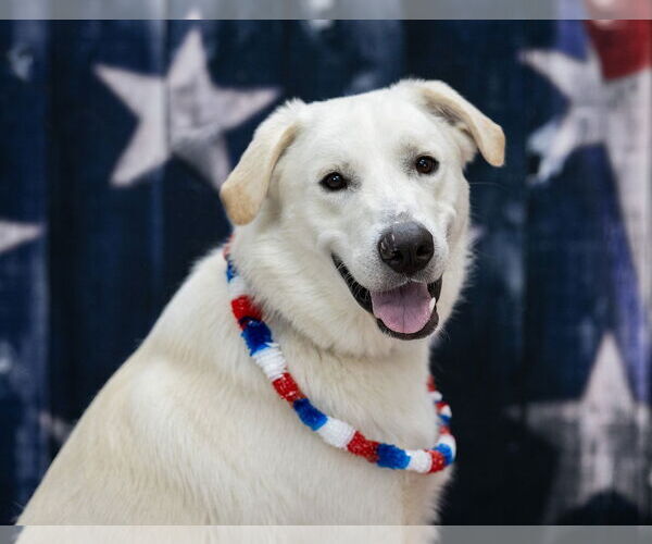 Medium Photo #12 Labrenees Puppy For Sale in Rootstown, OH, USA