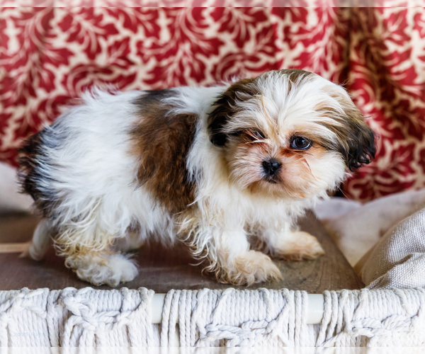 Medium Photo #10 Shih Tzu Puppy For Sale in WAKARUSA, IN, USA