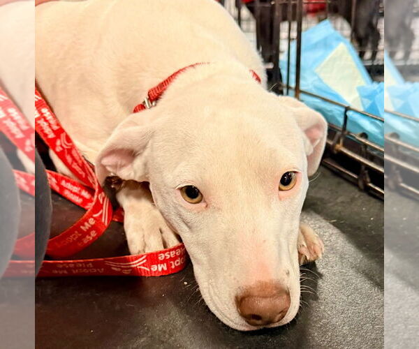 Medium Photo #5 Mutt Puppy For Sale in Canton, CT, USA