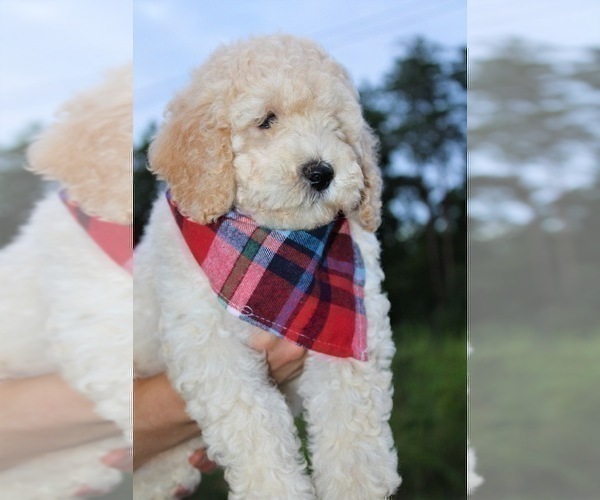 Medium Photo #40 Goldendoodle Puppy For Sale in TIMBERLAKE, NC, USA