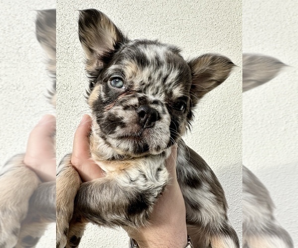 Medium Photo #3 French Bulldog Puppy For Sale in LEANDER, TX, USA
