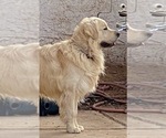 Small Photo #1 English Cream Golden Retriever Puppy For Sale in SCOTTSDALE, AZ, USA