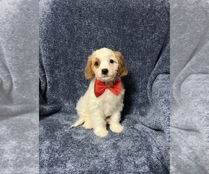Cavapoo Puppy for sale in JEFFERSONVILLE, IN, USA