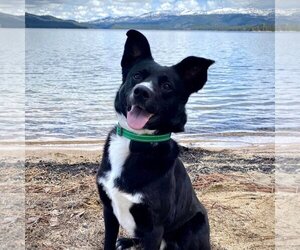 Border Collie-Unknown Mix Dogs for adoption in Boise, ID, USA