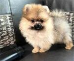 Small Photo #2 Pomeranian Puppy For Sale in SUNNY ISL BCH, FL, USA