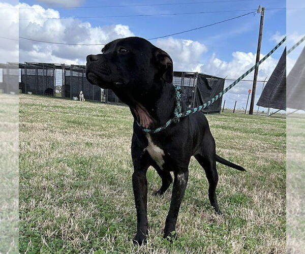 Medium Photo #4 Mutt Puppy For Sale in Abbeville, LA, USA