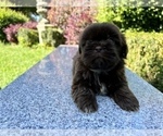 Small Photo #32 Shih Tzu Puppy For Sale in HAYWARD, CA, USA