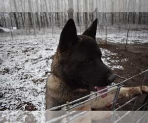 Akita Puppy for sale in LICKING, MO, USA