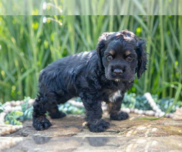 Medium Photo #20 Cocker Spaniel Puppy For Sale in BALTIC, OH, USA