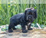Small Photo #20 Cocker Spaniel Puppy For Sale in BALTIC, OH, USA