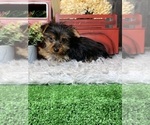 Small #4 Yorkshire Terrier