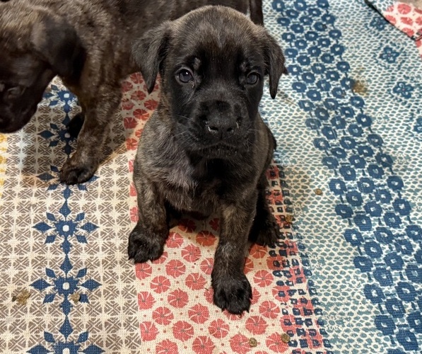 Medium Photo #1 Mastiff Puppy For Sale in SICKLERVILLE, NJ, USA