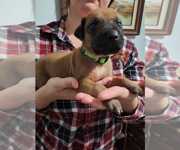 Medium Photo #1 Rhodesian Ridgeback Puppy For Sale in HOLLYWOOD, SC, USA