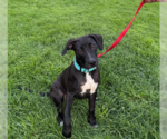 Small Labrador Retriever Mix