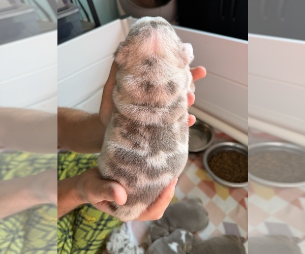 Medium Photo #3 English Bulldog Puppy For Sale in OZARK, AL, USA