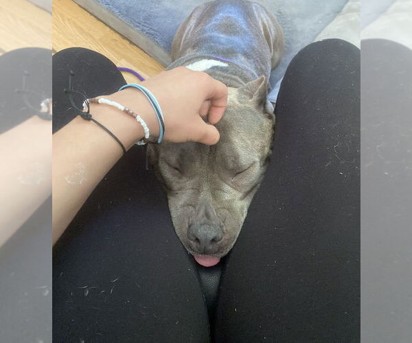 Medium Photo #9 American Pit Bull Terrier Puppy For Sale in Rockaway, NJ, USA