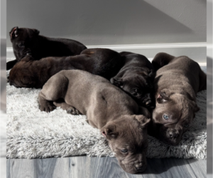 Cane Corso Puppy for sale in NORTON, OH, USA