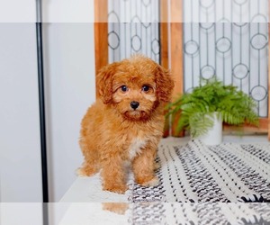 Cavapoo Puppy for sale in NAPLES, FL, USA