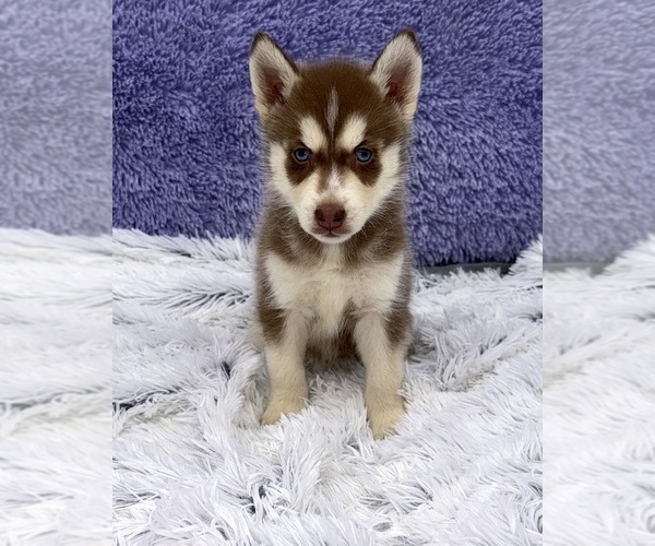 Medium Photo #8 Siberian Husky Puppy For Sale in SANDY HOOK, KY, USA