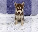 Small Photo #8 Siberian Husky Puppy For Sale in SANDY HOOK, KY, USA