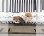 Small Photo #15 Pomeranian Puppy For Sale in ODIN, IL, USA