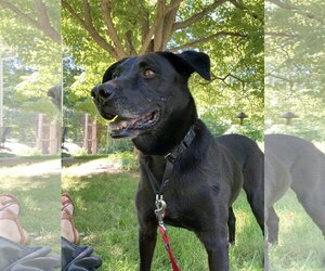 Collie-Labrador Retriever Mix Dogs for adoption in Wakefield, RI, USA