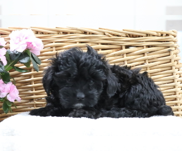 Medium Photo #2 Shih-Poo Puppy For Sale in SHILOH, OH, USA