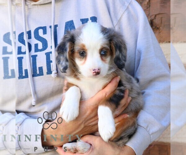 Medium Photo #2 Bernedoodle (Miniature) Puppy For Sale in NARVON, PA, USA