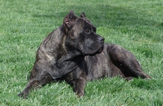 Cane Corso Puppy for sale in INMAN, SC, USA
