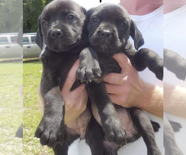 Medium Photo #2 Cane Corso Puppy For Sale in INDIANAPOLIS, IN, USA