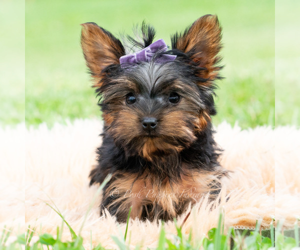 Medium Photo #47 Yorkshire Terrier Puppy For Sale in WARSAW, IN, USA
