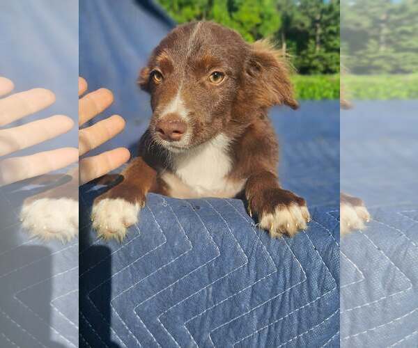 Medium Photo #2 Australian Shepherd-Chihuahua Mix Puppy For Sale in Wakefield, RI, USA