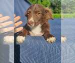 Small #1 Australian Shepherd-Chihuahua Mix
