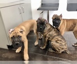 Small Photo #21 Cane Corso Puppy For Sale in BEECH GROVE, IN, USA