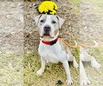 Small #4 Bullboxer Pit