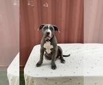 Small Photo #13 American Bully-American Pit Bull Terrier Mix Puppy For Sale in PHOENIX, AZ, USA