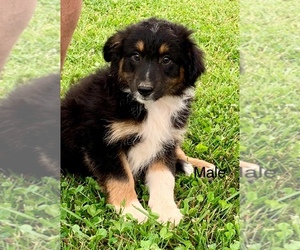 Miniature Australian Shepherd Puppy for sale in NEW WASHINGTN, IN, USA