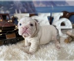Image preview for Ad Listing. Nickname: black merle