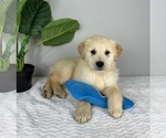 Small Photo #4 Golden Retriever Puppy For Sale in FRANKLIN, IN, USA