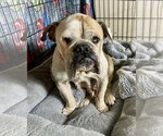 Small #7 Bulldog