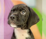 Shaggy - Male Colonial Cocker Spaniel-Unknown Mix Dog for Adoption - Small photo