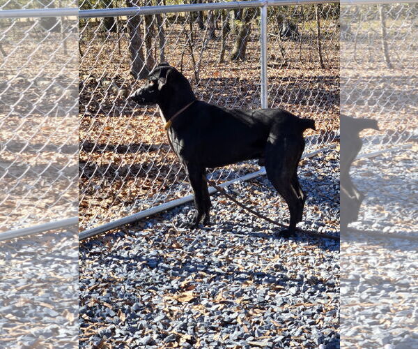 Medium Photo #4 Labrador Retriever-Unknown Mix Puppy For Sale in Albemarle, NC, USA