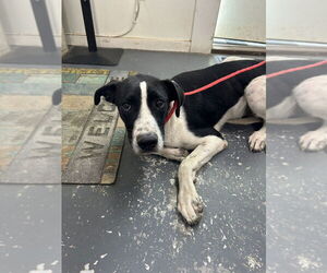 Labrador Retriever-Unknown Mix Dogs for adoption in Linton, IN, USA