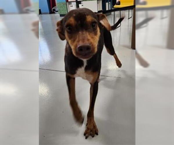 Medium Photo #1 Miniature Pinscher Puppy For Sale in Temple, TX, USA